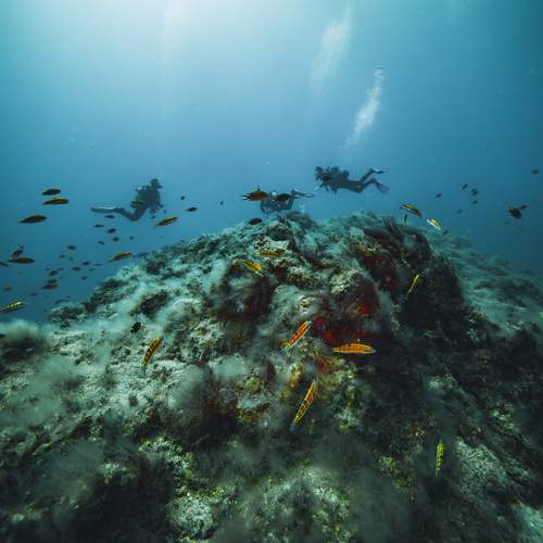 Sealife of Fuerteventura