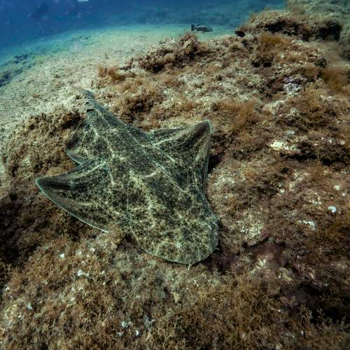 Angel shark