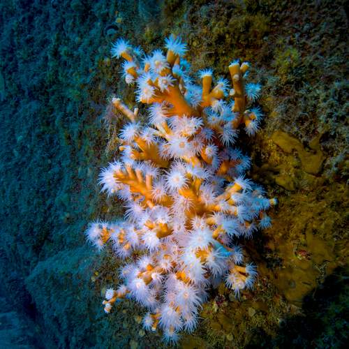 Orange corals
