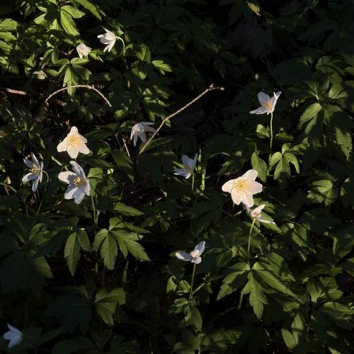 Photo #13599502