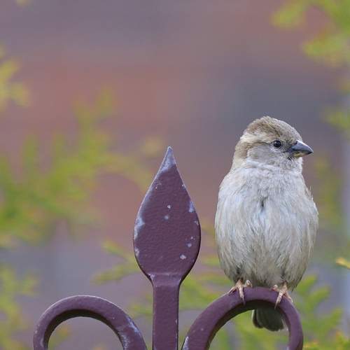 Photo #13599610
