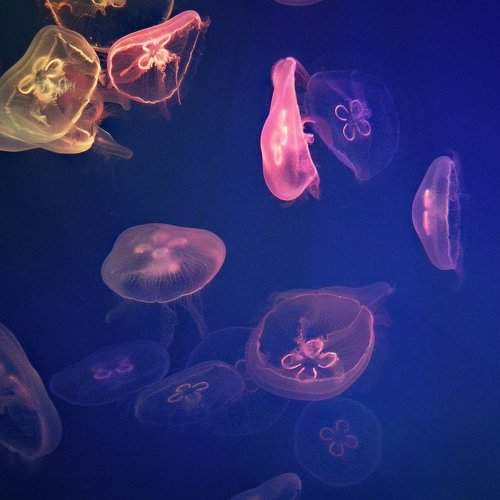 Jellyfish