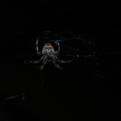 little spidy !