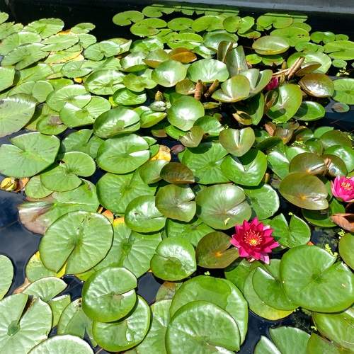 Photo #13600081