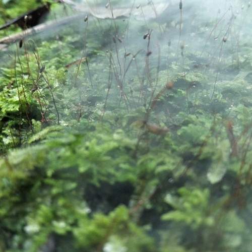 Photo #13600233