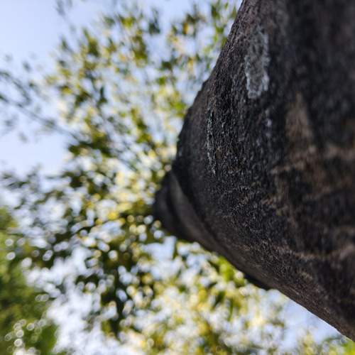 Nature’s Pillar