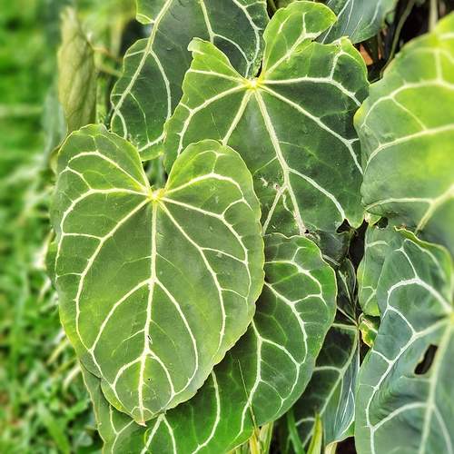 Photo #13600415