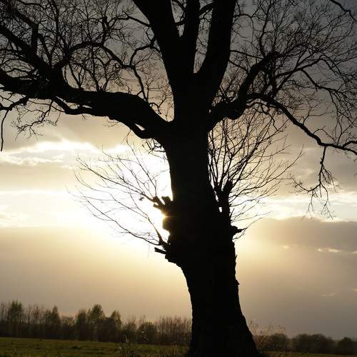 Photo #13600482