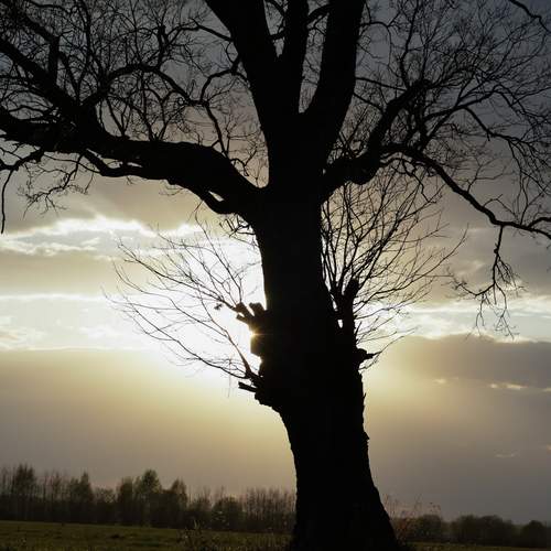 Photo #13600483