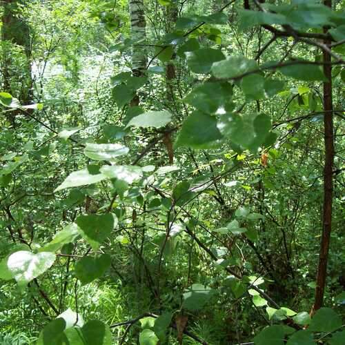 Photo #13600630