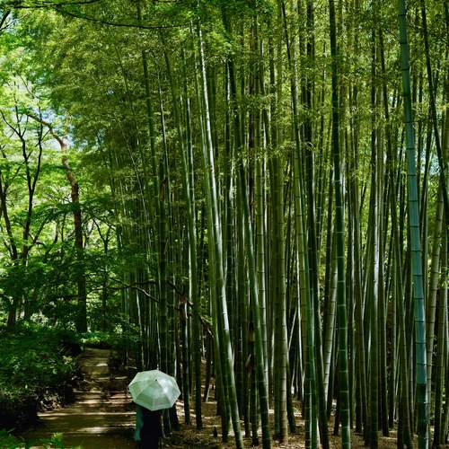 Into the Bamboo