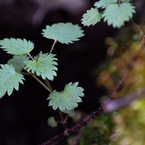 Photo #13601044