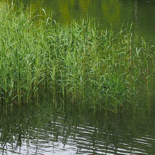 Photo #13601111