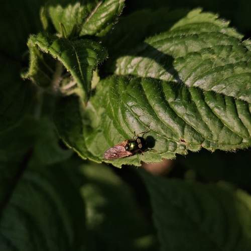 Photo #13601154