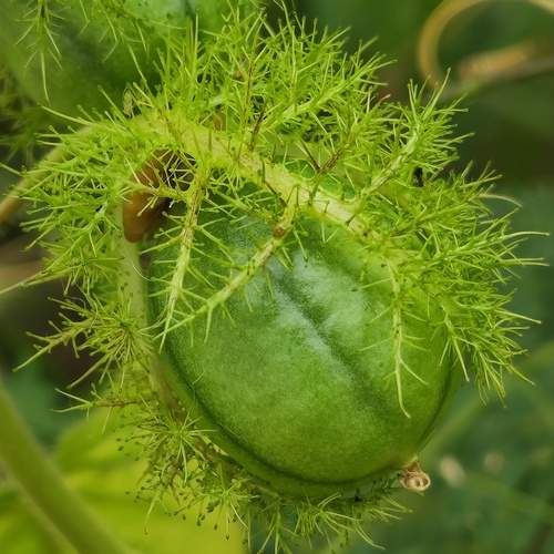 Wild Passion Fruit