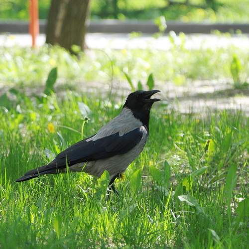 Photo #13601997