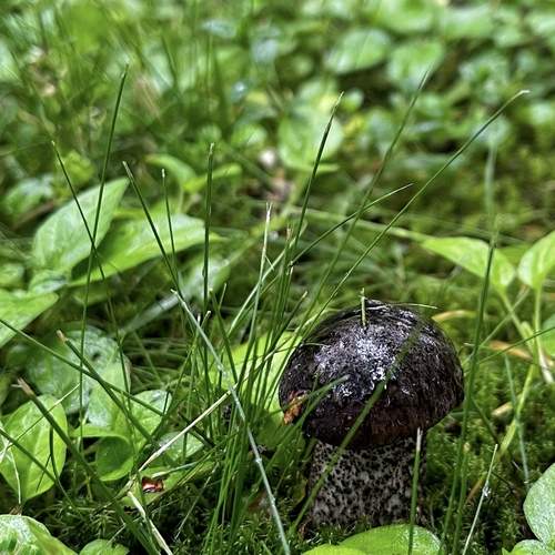 Photo #13602061