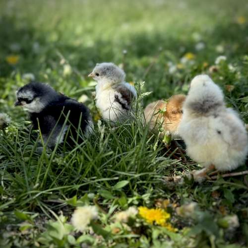 Photo #13602189
