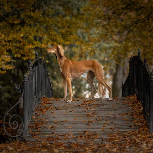 Photo #13602302