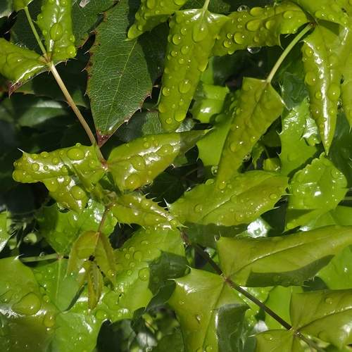 Photo #13602415