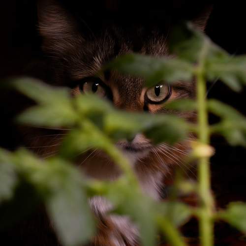 Photo #13602608