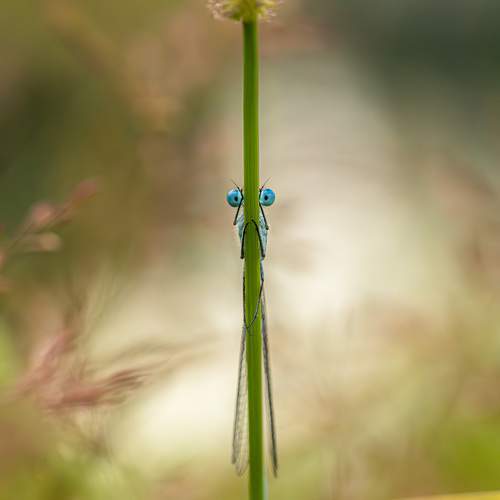 Peek-a-boo!