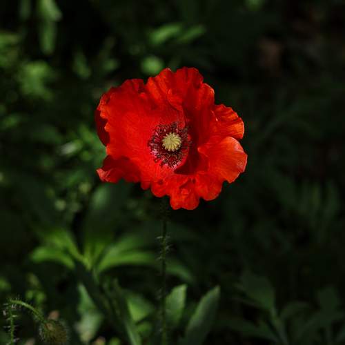 Photo #13602926