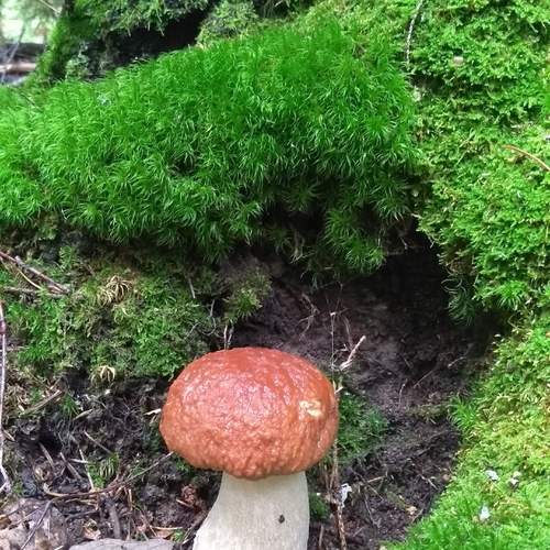 Photo #13603070