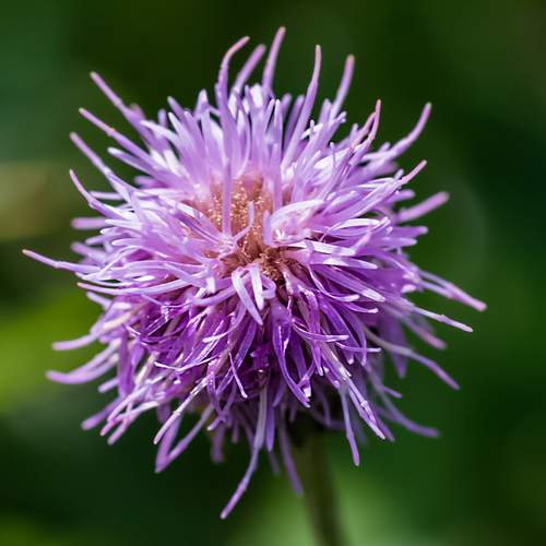 Photo #13603225