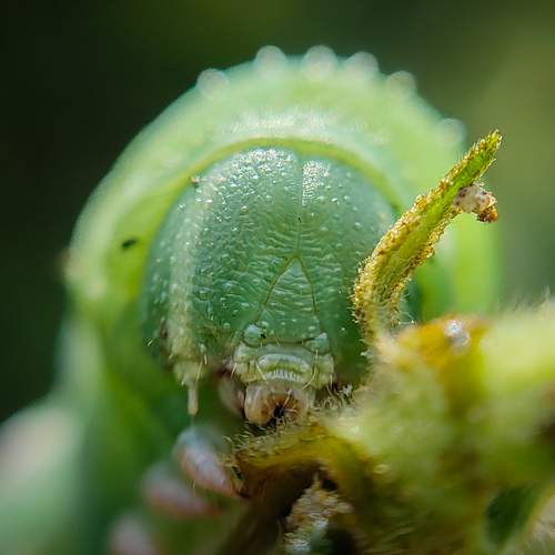Photo #13603264