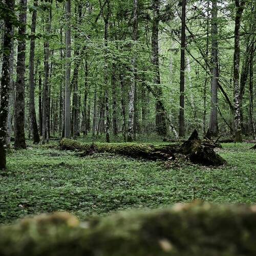 Photo #13603494
