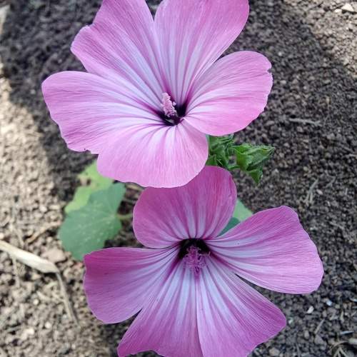 Photo #13603573