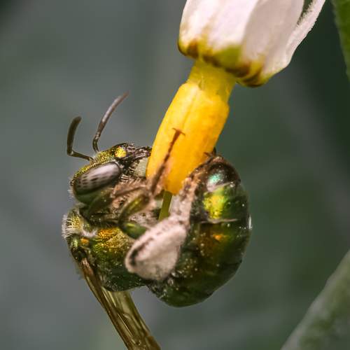 Verde sobre amarillo