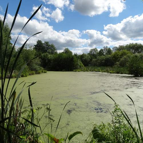 Photo #13604005