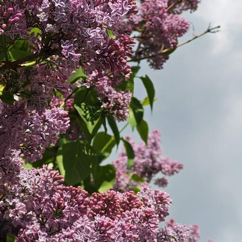 Photo #13604083