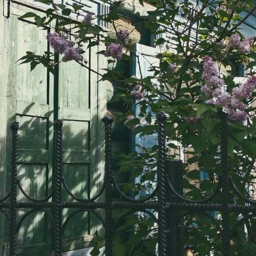 Сирень
