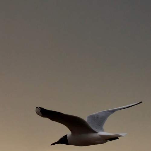 Photo #13604978