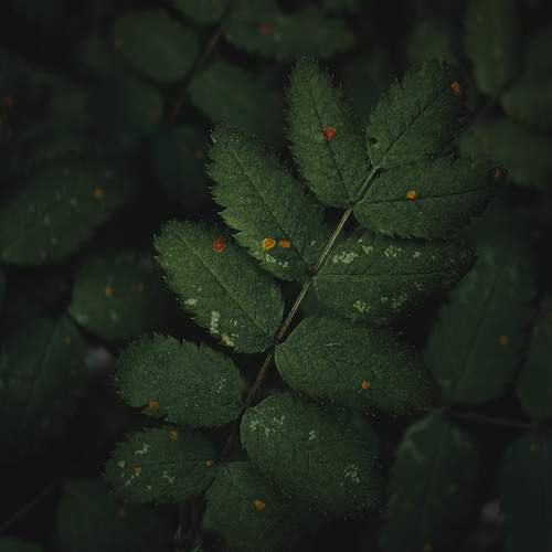 Photo #13605237