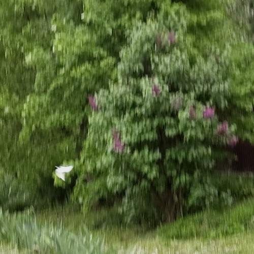 Photo #13605291