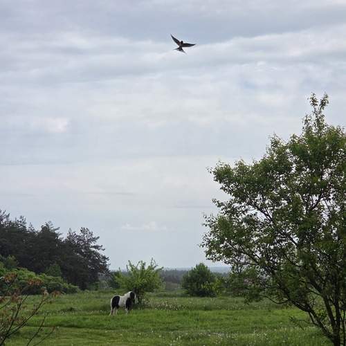Photo #13605293