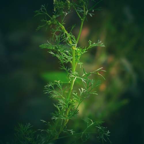 Green leaf