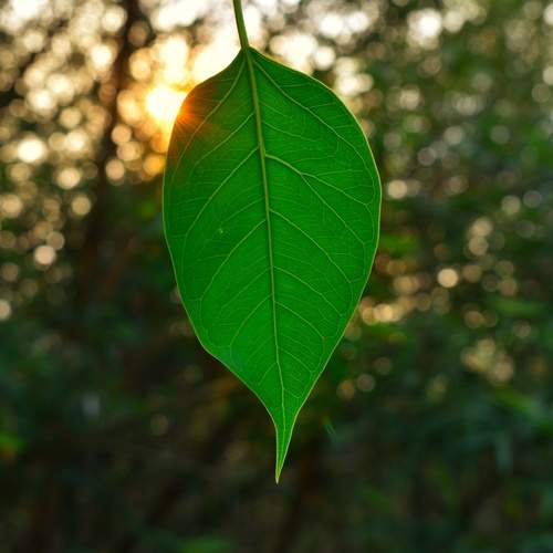 Green leaf
