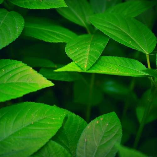 Green leaf