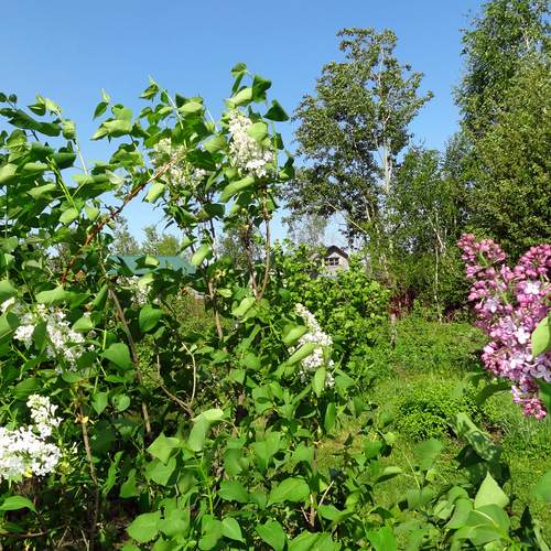 Photo #13605439