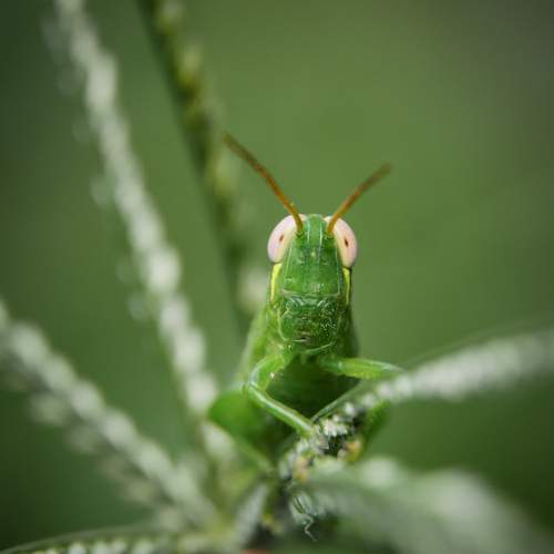 green grasshopper