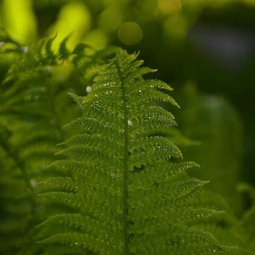 Fern