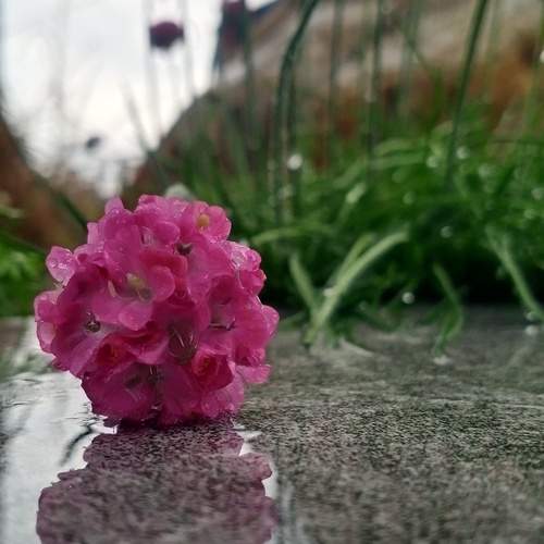 Photo #13606030