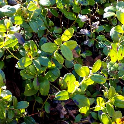 Photo #13606467