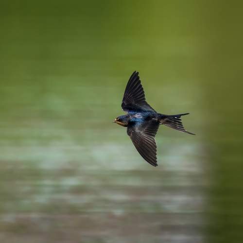 Photo #13606479