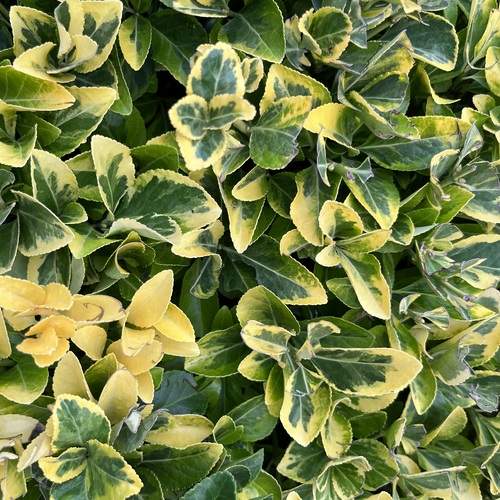 Photo #13606593